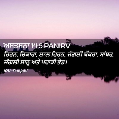 Picture 02 - ਅਸਤਸਨਾ 14:5 PANIRV - ਹਿਰਨ, ਚਿਕਾਰਾ, ਲਾਲ - Bible Verse Picture