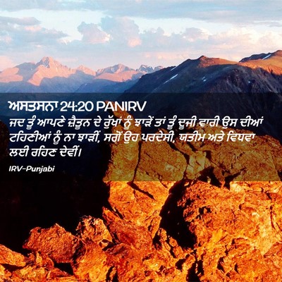 Picture 02 - ਅਸਤਸਨਾ 24:20 PANIRV - ਜਦ ਤੂੰ ਆਪਣੇ ਜ਼ੈਤੂਨ - Bible Verse Picture