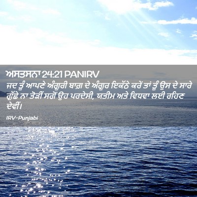 Picture 02 - ਅਸਤਸਨਾ 24:21 PANIRV - ਜਦ ਤੂੰ ਆਪਣੇ ਅੰਗੂਰੀ - Bible Verse Picture