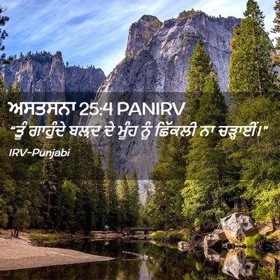 Picture 02 - ਅਸਤਸਨਾ 25:4 PANIRV - “ਤੂੰ ਗਾਹੁੰਦੇ ਬਲ਼ਦ - Bible Verse Picture