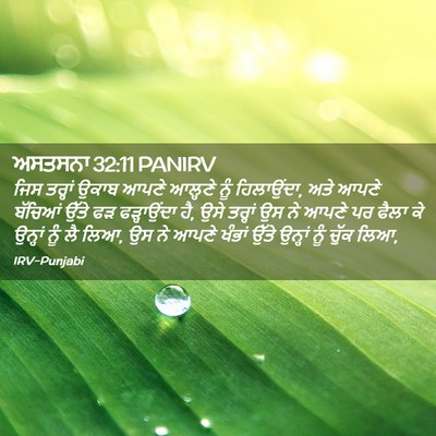 Picture 02 - ਅਸਤਸਨਾ 32:11 PANIRV - ਜਿਸ ਤਰ੍ਹਾਂ ਉਕਾਬ - Bible Verse Picture