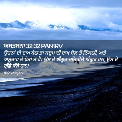 Picture 02 - ਅਸਤਸਨਾ 32:32 PANIRV - ਉਹਨਾਂ ਦੀ ਦਾਖ ਬੇਲ - Bible Verse Picture
