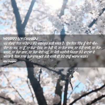 Picture 02 - ਅਸਤਸਨਾ 5:14 PANIRV - ਪਰ ਸੱਤਵਾਂ ਦਿਨ - Bible Verse Picture