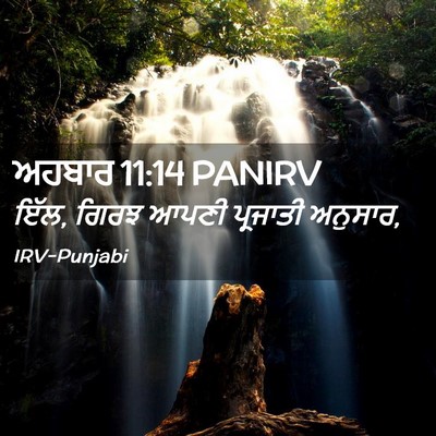 Picture 02 - ਅਹਬਾਰ 11:14 PANIRV - ਇੱਲ, ਗਿਰਝ ਆਪਣੀ - Bible Verse Picture