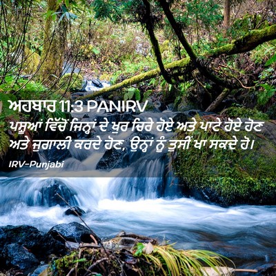 Picture 02 - ਅਹਬਾਰ 11:3 PANIRV - ਪਸ਼ੂਆਂ ਵਿੱਚੋਂ - Bible Verse Picture