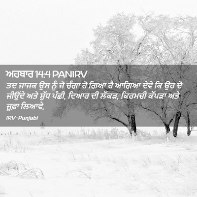 Picture 02 - ਅਹਬਾਰ 14:4 PANIRV - ਤਦ ਜਾਜਕ ਉਸ ਨੂੰ ਜੋ - Bible Verse Picture