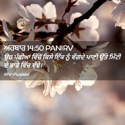Picture 02 - ਅਹਬਾਰ 14:50 PANIRV - ਉਹ ਪੰਛੀਆਂ ਵਿੱਚੋਂ - Bible Verse Picture