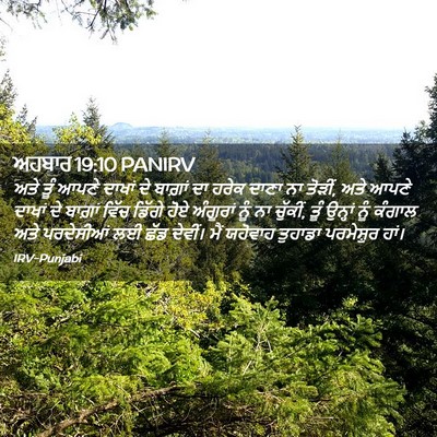 Picture 02 - ਅਹਬਾਰ 19:10 PANIRV - ਅਤੇ ਤੂੰ ਆਪਣੇ ਦਾਖਾਂ - Bible Verse Picture