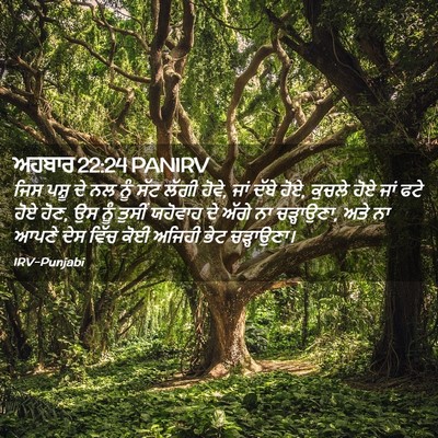 Picture 02 - ਅਹਬਾਰ 22:24 PANIRV - ਜਿਸ ਪਸ਼ੂ ਦੇ ਨਲ ਨੂੰ - Bible Verse Picture