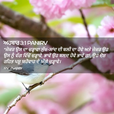 Picture 02 - ਅਹਬਾਰ 3:1 PANIRV - “ਜੇਕਰ ਉਸ ਦਾ - Bible Verse Picture