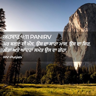 Picture 02 - ਅਹਬਾਰ 4:11 PANIRV - ਪਰ ਬਲ਼ਦ ਦੀ ਖੱਲ, ਉਸ - Bible Verse Picture