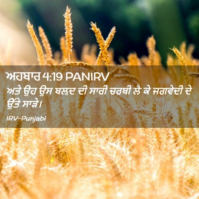 Picture 02 - ਅਹਬਾਰ 4:19 PANIRV - ਅਤੇ ਉਹ ਉਸ ਬਲ਼ਦ ਦੀ - Bible Verse Picture