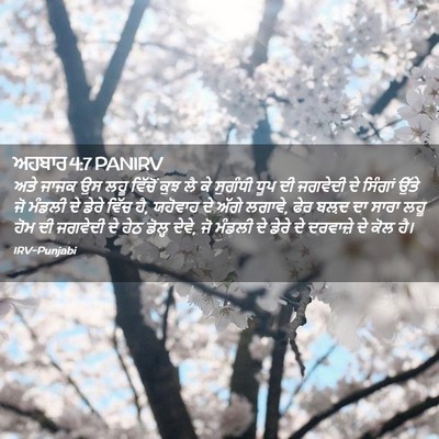 Picture 02 - ਅਹਬਾਰ 4:7 PANIRV - ਅਤੇ ਜਾਜਕ ਉਸ ਲਹੂ - Bible Verse Picture
