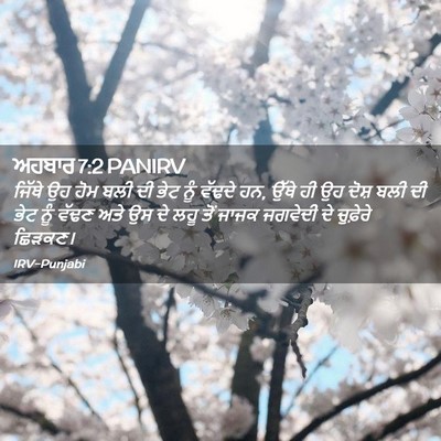 Picture 02 - ਅਹਬਾਰ 7:2 PANIRV - ਜਿੱਥੇ ਉਹ ਹੋਮ ਬਲੀ ਦੀ - Bible Verse Picture