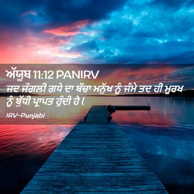 Picture 02 - ਅੱਯੂਬ 11:12 PANIRV - ਜਦ ਜੰਗਲੀ ਗਧੇ ਦਾ - Bible Verse Picture