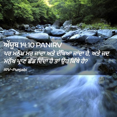 Picture 02 - ਅੱਯੂਬ 14:10 PANIRV - ਪਰ ਮਨੁੱਖ ਮਰ ਜਾਂਦਾ - Bible Verse Picture