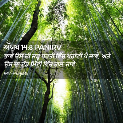 Picture 02 - ਅੱਯੂਬ 14:8 PANIRV - ਭਾਵੇਂ ਉਸ ਦੀ ਜੜ੍ਹ - Bible Verse Picture