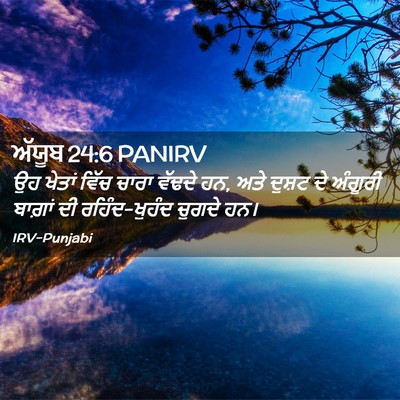 Picture 02 - ਅੱਯੂਬ 24:6 PANIRV - ਉਹ ਖੇਤਾਂ ਵਿੱਚ ਚਾਰਾ - Bible Verse Picture