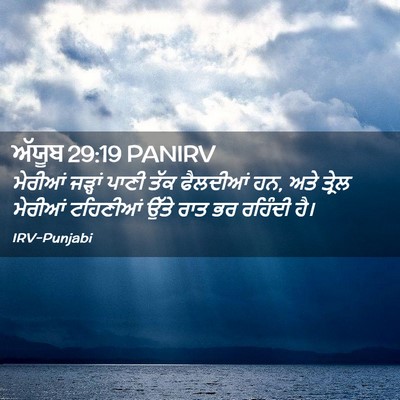 Picture 02 - ਅੱਯੂਬ 29:19 PANIRV - ਮੇਰੀਆਂ ਜੜ੍ਹਾਂ - Bible Verse Picture