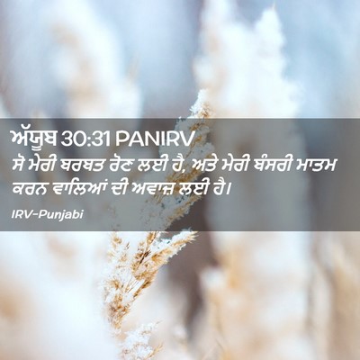Picture 02 - ਅੱਯੂਬ 30:31 PANIRV - ਸੋ ਮੇਰੀ ਬਰਬਤ ਰੋਣ ਲਈ - Bible Verse Picture