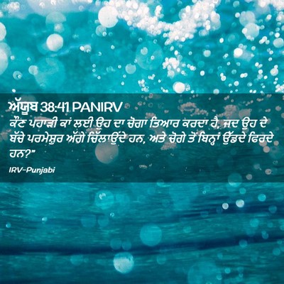 Picture 02 - ਅੱਯੂਬ 38:41 PANIRV - ਕੌਣ ਪਹਾੜੀ ਕਾਂ ਲਈ ਉਹ - Bible Verse Picture