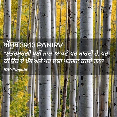 Picture 02 - ਅੱਯੂਬ 39:13 PANIRV - “ਸ਼ੁਤਰਮੁਰਗੀ ਖੁਸ਼ੀ - Bible Verse Picture