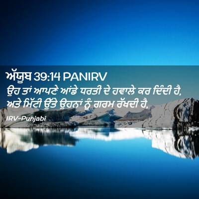 Picture 02 - ਅੱਯੂਬ 39:14 PANIRV - ਉਹ ਤਾਂ ਆਪਣੇ ਆਂਡੇ - Bible Verse Picture