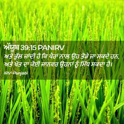Picture 02 - ਅੱਯੂਬ 39:15 PANIRV - ਅਤੇ ਭੁੱਲ ਜਾਂਦੀ ਹੈ - Bible Verse Picture