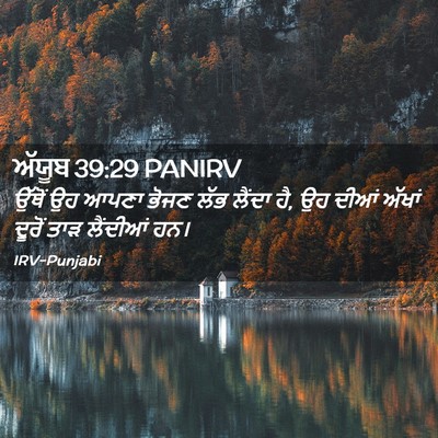 Picture 02 - ਅੱਯੂਬ 39:29 PANIRV - ਉੱਥੋਂ ਉਹ ਆਪਣਾ ਭੋਜਣ - Bible Verse Picture