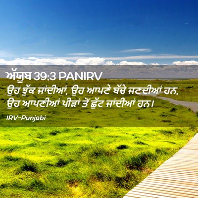 Picture 02 - ਅੱਯੂਬ 39:3 PANIRV - ਉਹ ਝੁੱਕ ਜਾਂਦੀਆਂ, ਉਹ - Bible Verse Picture