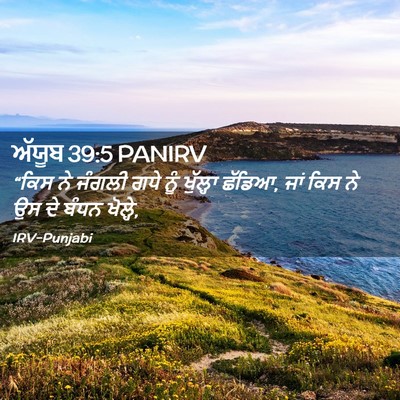 Picture 02 - ਅੱਯੂਬ 39:5 PANIRV - “ਕਿਸ ਨੇ ਜੰਗਲੀ ਗਧੇ - Bible Verse Picture