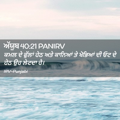 Picture 02 - ਅੱਯੂਬ 40:21 PANIRV - ਕਮਲ ਦੇ ਫੁੱਲਾਂ ਹੇਠ - Bible Verse Picture