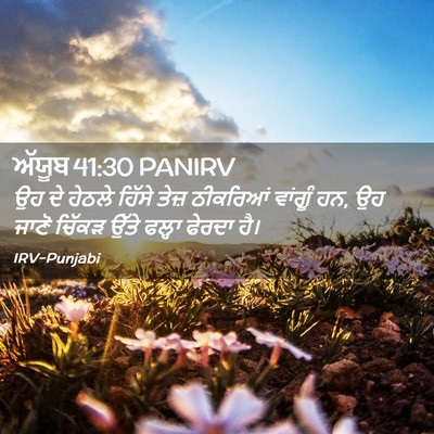 Picture 02 - ਅੱਯੂਬ 41:30 PANIRV - ਉਹ ਦੇ ਹੇਠਲੇ ਹਿੱਸੇ - Bible Verse Picture