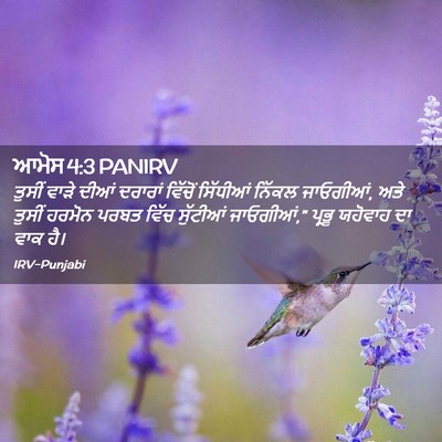 Picture 02 - ਆਮੋਸ 4:3 PANIRV - ਤੁਸੀਂ ਵਾੜੇ ਦੀਆਂ - Bible Verse Picture