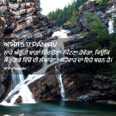 Picture 02 - ਆਮੋਸ 5:17 PANIRV - ਸਾਰੇ ਅੰਗੂਰੀ - Bible Verse Picture