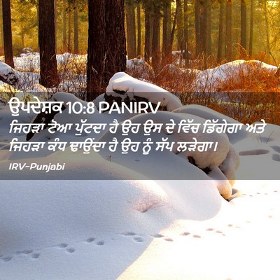 Picture 02 - ਉਪਦੇਸ਼ਕ 10:8 PANIRV - ਜਿਹੜਾ ਟੋਆ ਪੁੱਟਦਾ - Bible Verse Picture