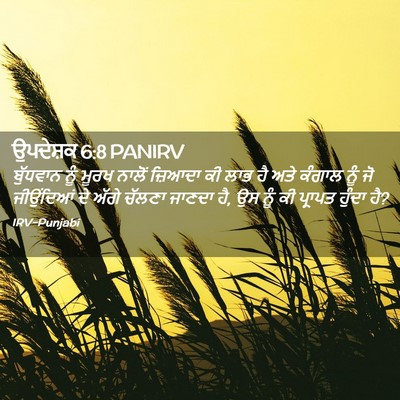 Picture 02 - ਉਪਦੇਸ਼ਕ 6:8 PANIRV - ਬੁੱਧਵਾਨ ਨੂੰ ਮੂਰਖ - Bible Verse Picture