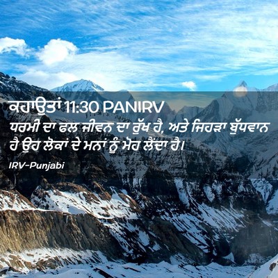 Picture 02 - ਕਹਾਉਤਾਂ 11:30 PANIRV - ਧਰਮੀ ਦਾ ਫਲ ਜੀਵਨ ਦਾ - Bible Verse Picture
