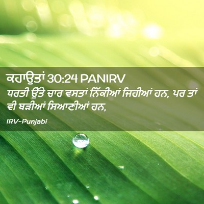 Picture 02 - ਕਹਾਉਤਾਂ 30:24 PANIRV - ਧਰਤੀ ਉੱਤੇ ਚਾਰ - Bible Verse Picture