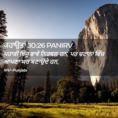 Picture 02 - ਕਹਾਉਤਾਂ 30:26 PANIRV - ਪਹਾੜੀ ਬਿੱਜੂ ਭਾਵੇਂ - Bible Verse Picture