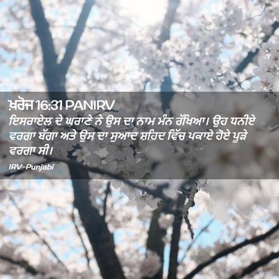 Picture 02 - ਖ਼ਰੋਜ 16:31 PANIRV - ਇਸਰਾਏਲ ਦੇ ਘਰਾਣੇ ਨੇ - Bible Verse Picture