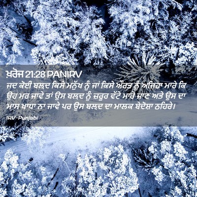 Picture 02 - ਖ਼ਰੋਜ 21:28 PANIRV - ਜਦ ਕੋਈ ਬਲ਼ਦ ਕਿਸੇ - Bible Verse Picture