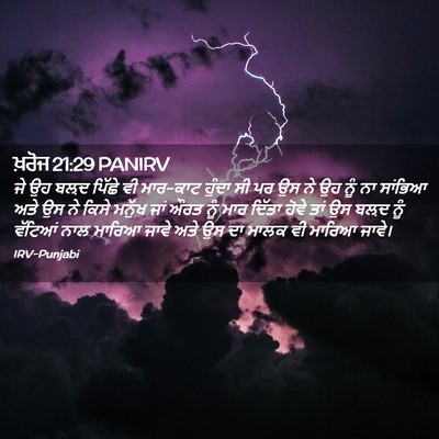 Picture 02 - ਖ਼ਰੋਜ 21:29 PANIRV - ਜੇ ਉਹ ਬਲ਼ਦ ਪਿੱਛੇ ਵੀ - Bible Verse Picture