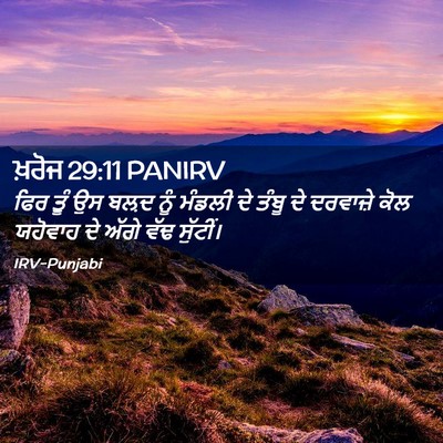 Picture 02 - ਖ਼ਰੋਜ 29:11 PANIRV - ਫਿਰ ਤੂੰ ਉਸ ਬਲ਼ਦ ਨੂੰ - Bible Verse Picture