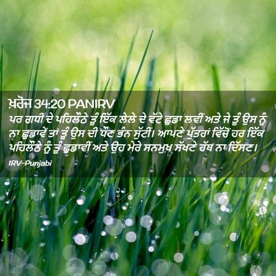 Picture 02 - ਖ਼ਰੋਜ 34:20 PANIRV - ਪਰ ਗਧੀ ਦੇ ਪਹਿਲੌਠੇ - Bible Verse Picture