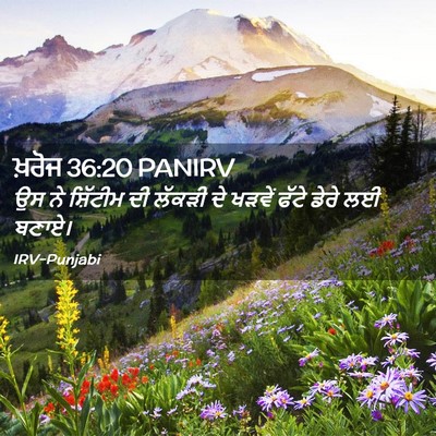 Picture 02 - ਖ਼ਰੋਜ 36:20 PANIRV - ਉਸ ਨੇ ਸ਼ਿੱਟੀਮ ਦੀ - Bible Verse Picture