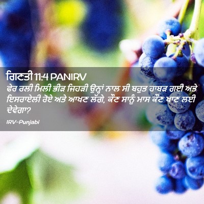 Picture 02 - ਗਿਣਤੀ 11:4 PANIRV - ਫੇਰ ਰਲੀ ਮਿਲੀ ਭੀੜ - Bible Verse Picture