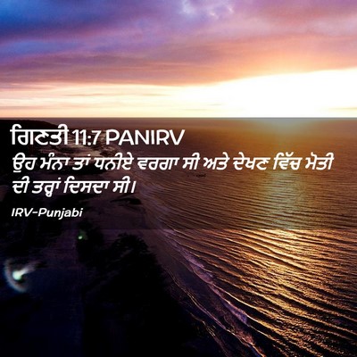 Picture 02 - ਗਿਣਤੀ 11:7 PANIRV - ਉਹ ਮੰਨਾ ਤਾਂ ਧਨੀਏ - Bible Verse Picture