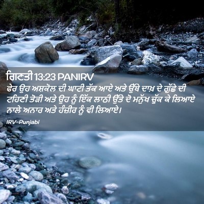 Picture 02 - ਗਿਣਤੀ 13:23 PANIRV - ਫੇਰ ਉਹ ਅਸ਼ਕੋਲ ਦੀ - Bible Verse Picture
