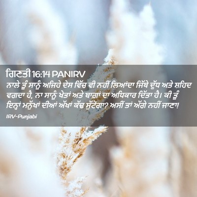 Picture 02 - ਗਿਣਤੀ 16:14 PANIRV - ਨਾਲੇ ਤੂੰ ਸਾਨੂੰ - Bible Verse Picture